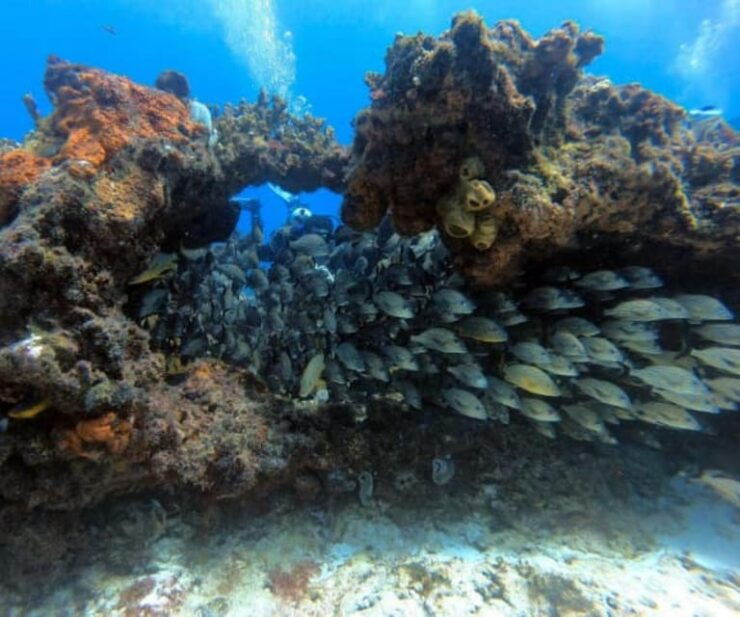 Cancun: Two Reef Dives – Punta Cancun - Diverse Marine Life Encounters