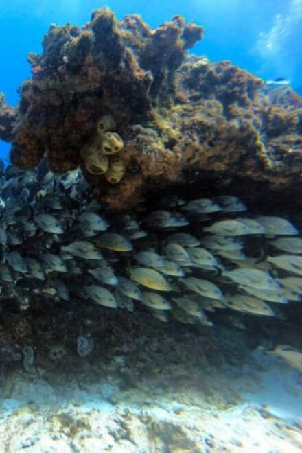 Cancun: Two Reef Dives – Punta Cancun - Effortless Drift Diving Exploration