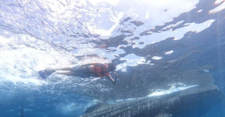 Cancun Whale Shark Adventure Tour - Good To Know