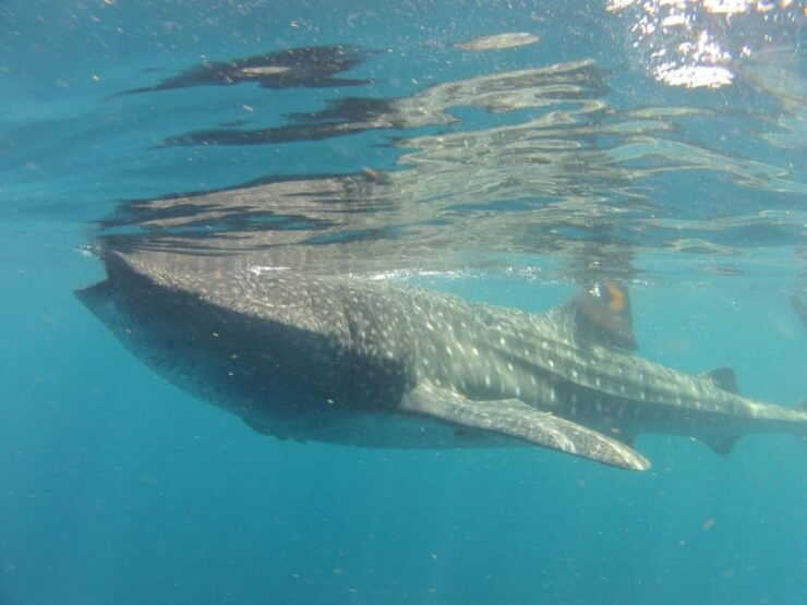 Cancun Whale Shark Adventure Tour - Experience Highlights