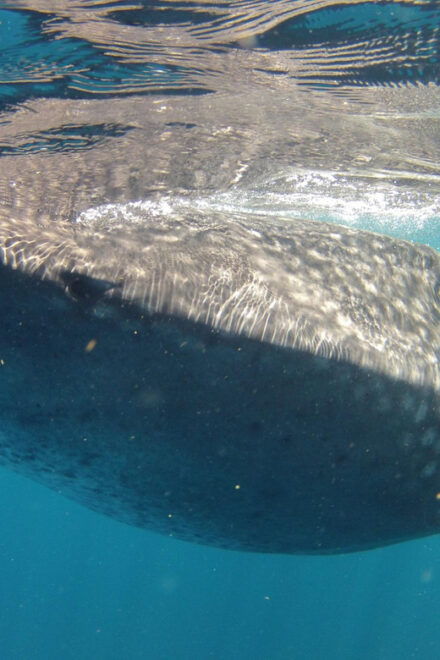 Cancun Whale Shark Adventure Tour - Inclusions and Fees