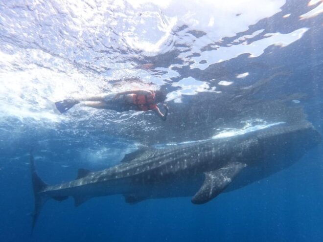 Cancun Whale Shark Adventure Tour - Preparation and Communication