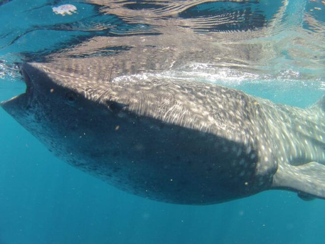 Cancun Whale Shark Adventure Tour - Whale Shark Encounter