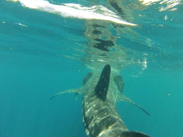 Cancun Whale Shark Adventure Tour - Frequently Asked Questions