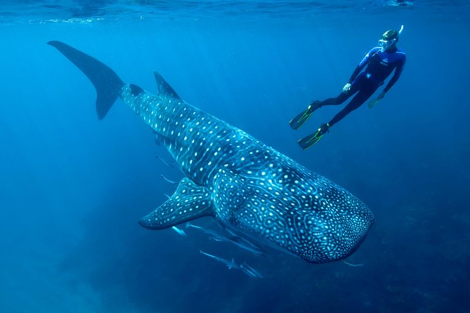 Cancun Whale Shark Encounter - Pickup and End Point Details