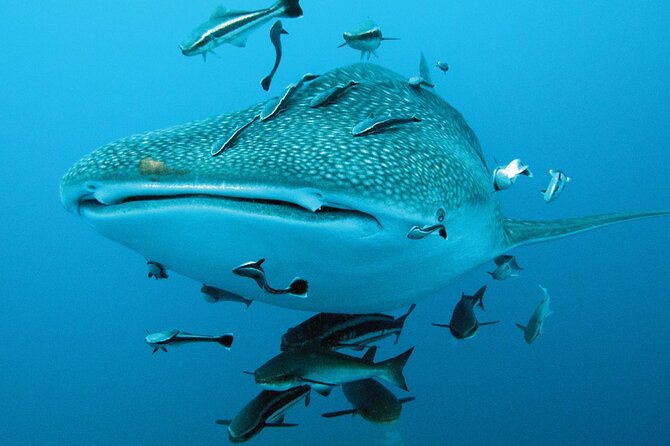 Cancun Whale Shark Encounter - Additional Information and Requirements