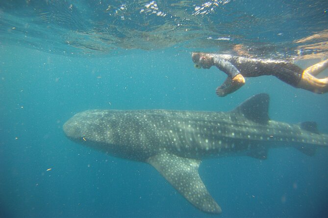 Cancun Whale Shark Encounter - Directions