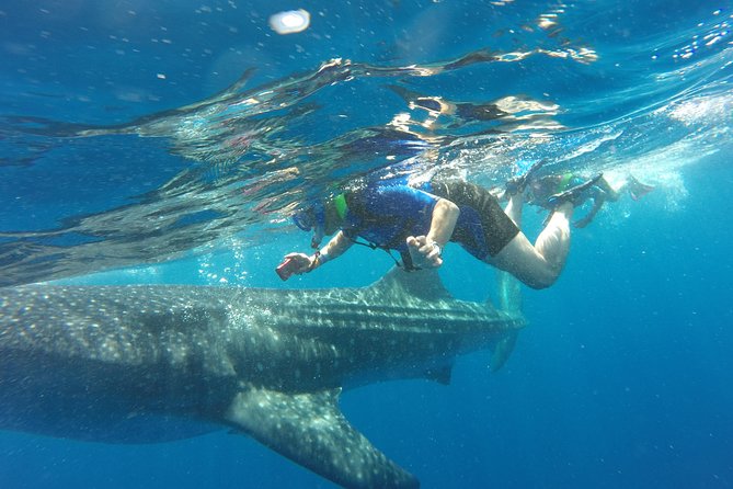 Cancun Whale Shark Encounter - Common Questions