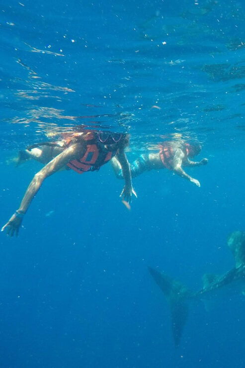 Cancun Whale Shark Experience With Snorkel & Transportation - Itinerary and Locations