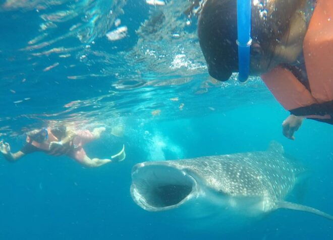Cancun Whale Shark Experience With Snorkel & Transportation - Tour Highlights