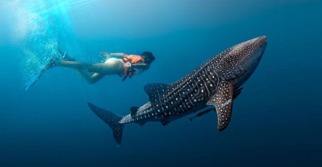 Cancun Whale Shark Experience With Snorkel & Transportation - Pickup and Drop-off Options