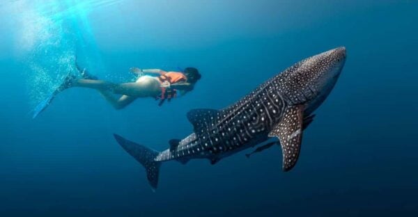 Cancun Whale Shark Experience With Snorkel & Transportation - Frequently Asked Questions