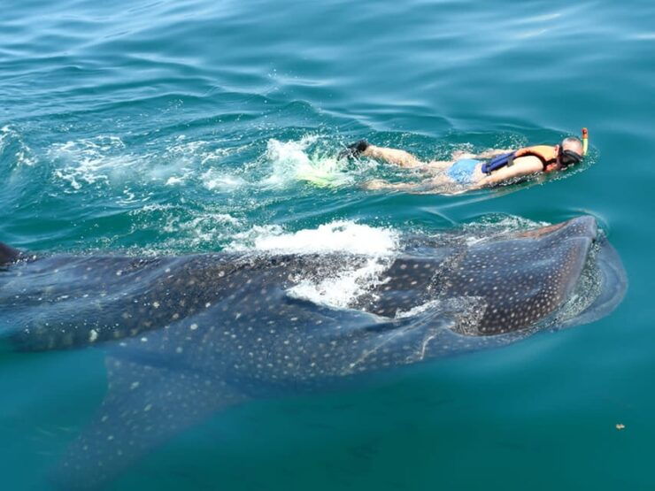 Cancun: Whale Shark Snorkeling Experience - Good To Know