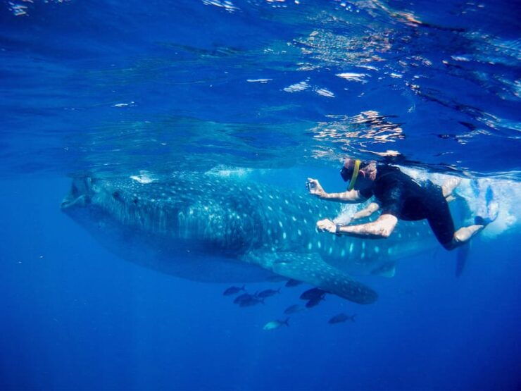 Cancun: Whale Shark Snorkeling Experience - Pricing and Reservations