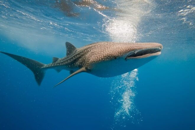 Cancun: Whale Shark Snorkeling Experience - Highlights of the Experience