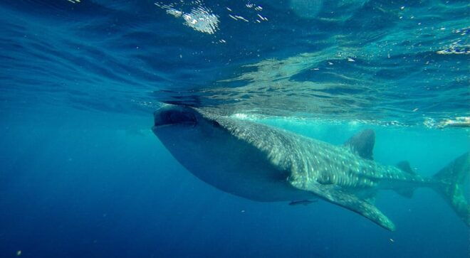 Cancun: Whale Shark Snorkeling Experience - Inclusions and Requirements