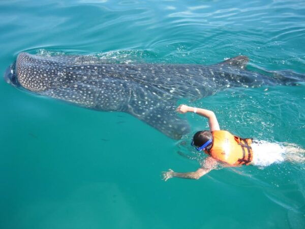 Cancun: Whale Shark Snorkeling Experience - What to Bring and Note