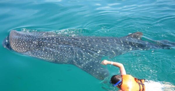 Cancun: Whale Shark Snorkeling Experience - Safety Considerations