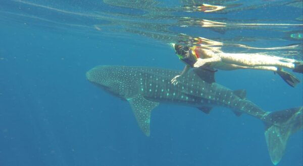 Cancun: Whale Shark Snorkeling Experience - Frequently Asked Questions