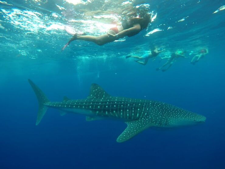 Cancún Whale Shark Tour - Tour Booking Details