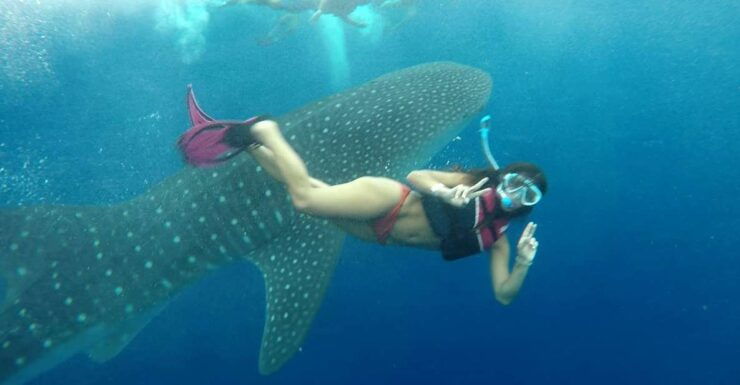 Cancún Whale Shark Tour - Experience Highlights