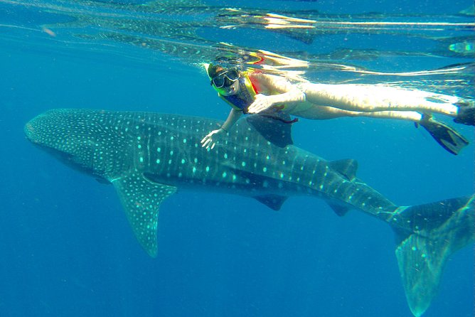 Cancun Whale Shark Tour With Transportation - Tour Overview and Inclusions
