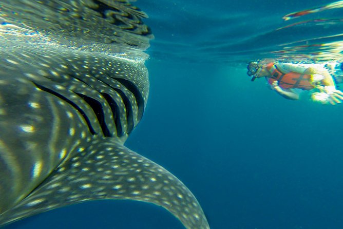 Cancun Whale Shark Tour With Transportation - Meeting and Pickup Information