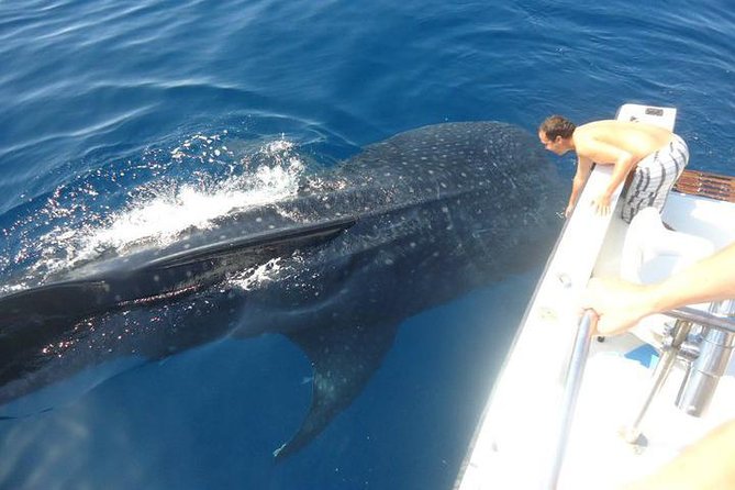 Cancun Whale Shark Tour With Transportation - Tour Description Accuracy