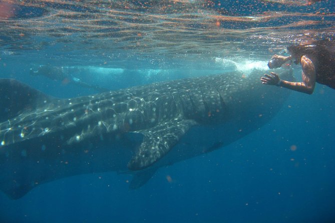 Cancun Whale Shark Tour With Transportation - The Sum Up and Final Thoughts