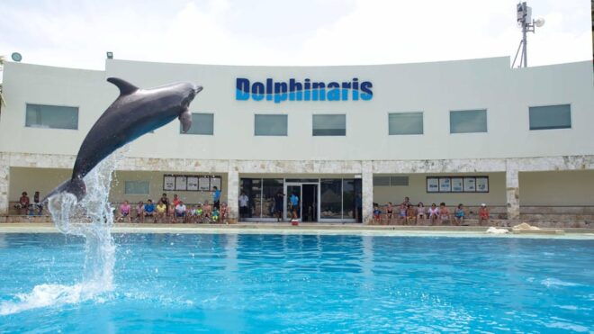 Cancun:Dolphin Diamond Experience With Buffet and Water Park - Suitability and Restrictions