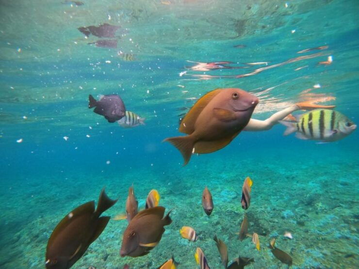 Candidasa : Best of Snorkling "Blue Lagoon & Tanjung Jepun" - Highlights of the Activity