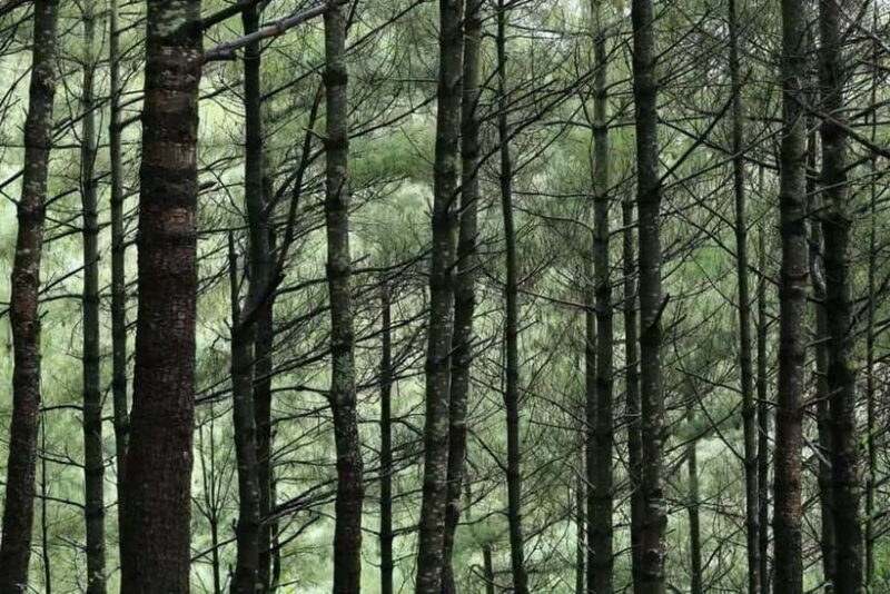 Cangshan Mountain: Mindful Hiking and Organic Homemade Food - Exploring Cangshan Mountain: A Thoughtful Blend of Nature and Nourishment