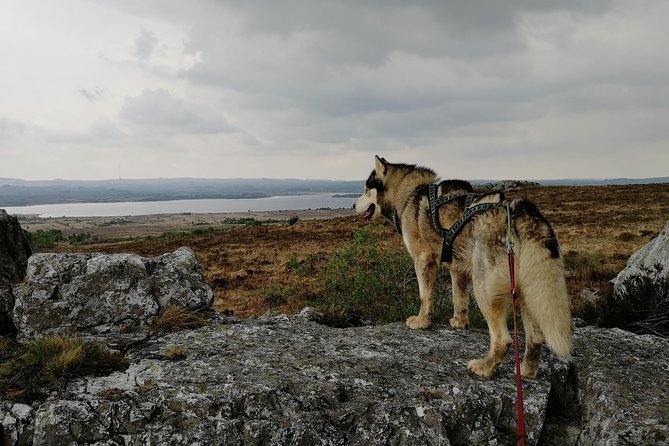 Cani Rando, Fun and Original Hiking, Pulled by Huskies - Traveler Photos and Reviews