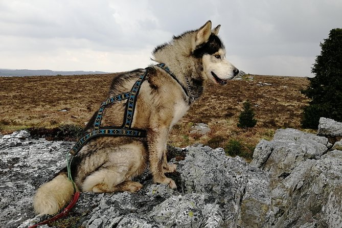 Cani Rando, Fun and Original Hiking, Pulled by Huskies - Pricing and Contact Information