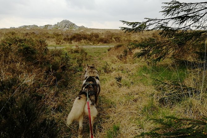 Cani Rando, Fun and Original Hiking, Pulled by Huskies - Common Questions