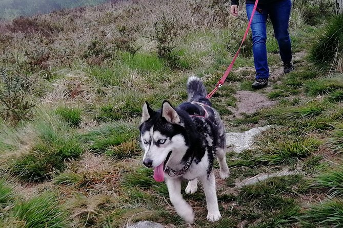 Cani Rando, Fun and Original Hiking, Pulled by Huskies - The Sum Up