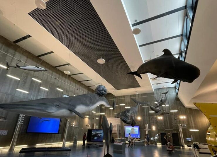 Caniçal: Madeira Whale Museum Entry Ticket - Museum Location and History