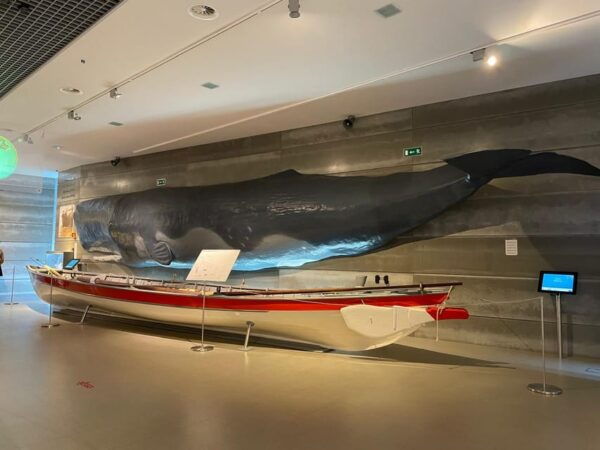 Caniçal: Madeira Whale Museum Entry Ticket - Tips for Planning Your Visit
