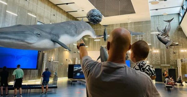 Caniçal: Madeira Whale Museum Entry Ticket - Nearby Attractions and Activities