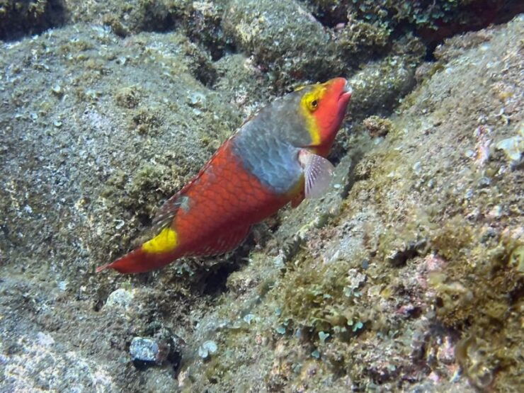 Caniço: Garajau Nature Reserve Guided Snorkeling Tour - Experience Highlights