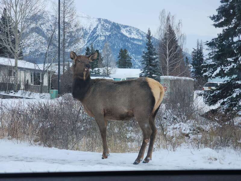 Canmore/Banff: Explore Banff & Wildlife - Good To Know