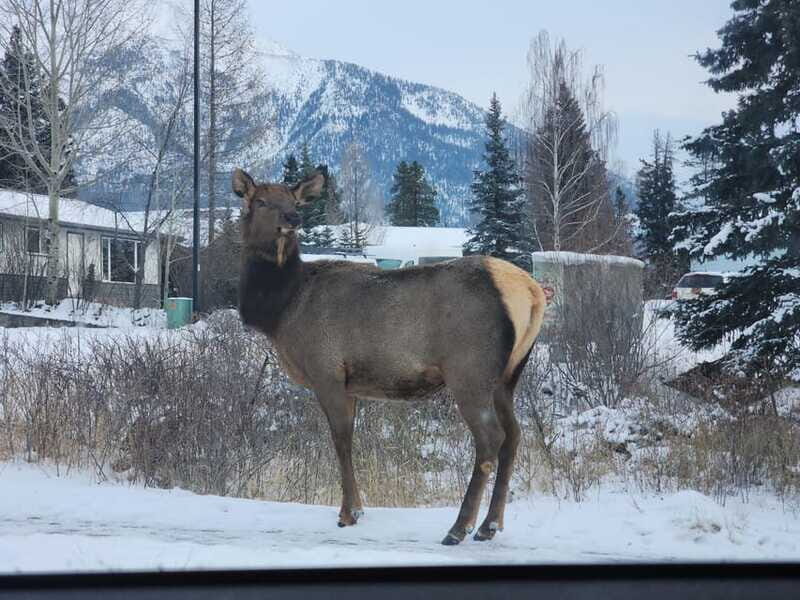 Canmore/Banff: Explore Banff & Wildlife - FAQ