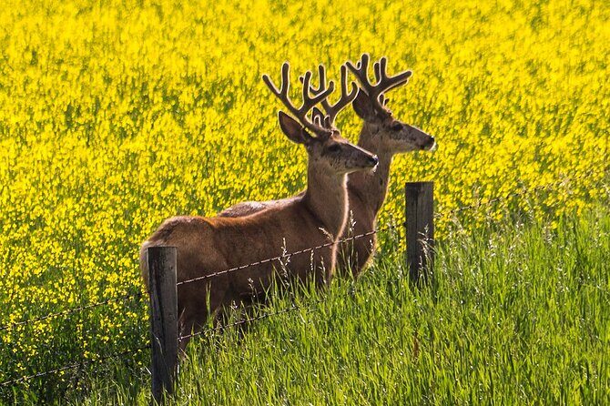 Canmore Banff to Lake Louise & Moraine Lake Half Day - Who Should Consider This Tour?