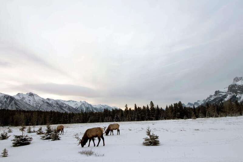 Canmore: Explore Winter Wildlife Tracks - 2hr Nature Walk - The Experience of the Guides