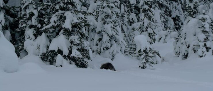 Canmore: Kananaskis Country Snowshoe Tour - Experience Highlights