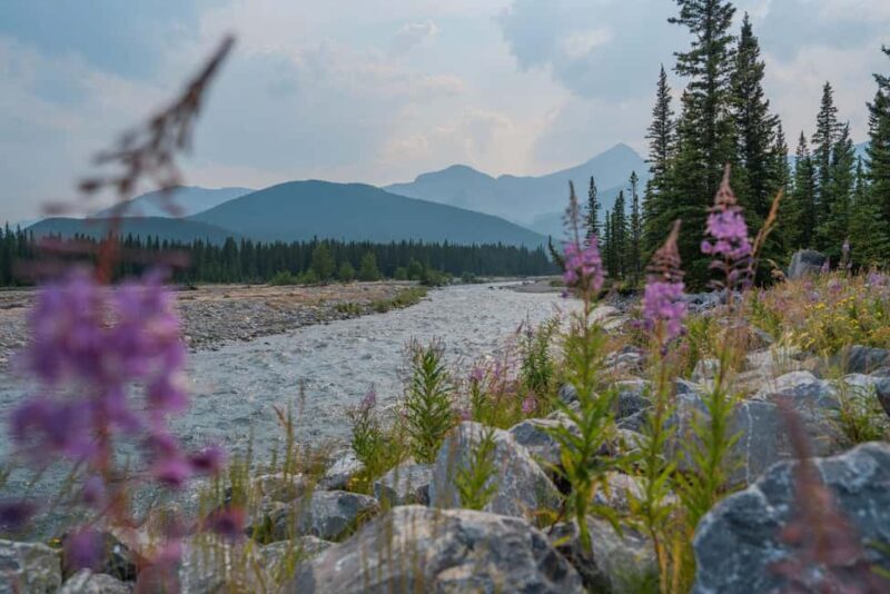 Canmore: Medicinal and Edible Plants, 2-hour Nature Walk - Good To Know