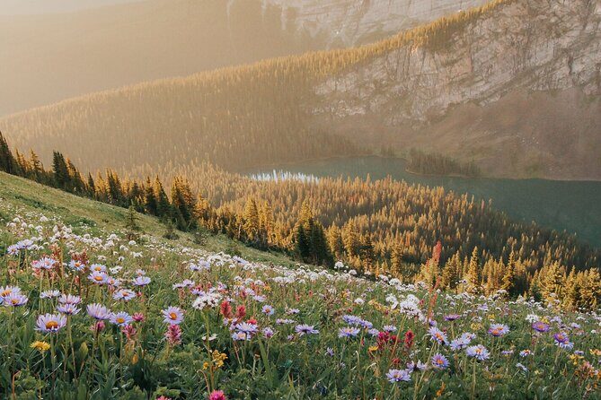 Canmore Medicinal and Edible Plants Nature Walk - 2 Hours - Good To Know