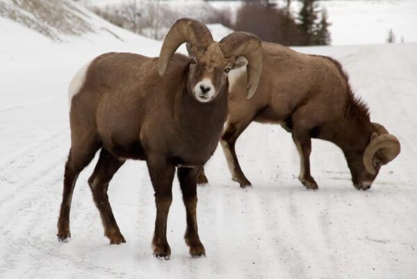 Canmore: NEW - Famous Mountains / Photo Safari Drive - 4hrs - Included in the Tour