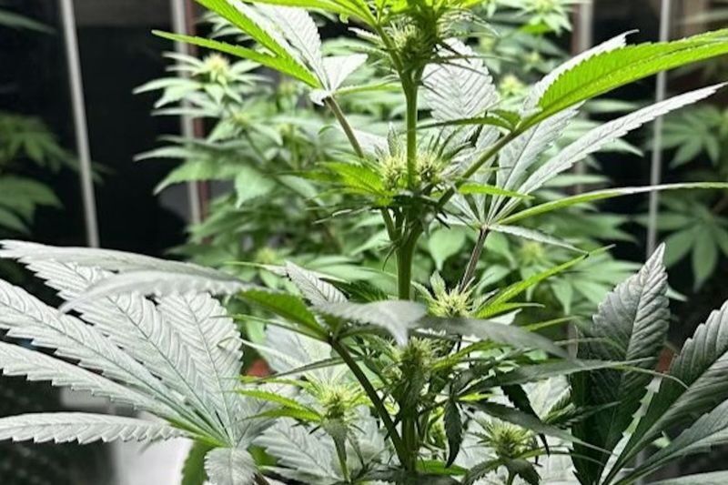 Cannabis Museum Amsterdam Ticket - Let the audio guide set your pace