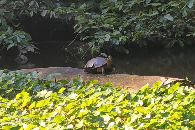 Canoe Boat Tour in Tortuguero Canal - Location Details